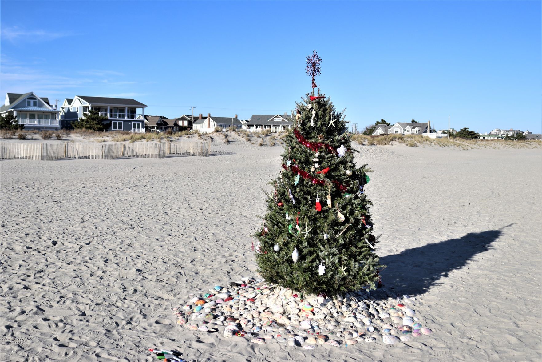 ocbeachtrees_Press beach trees (8)